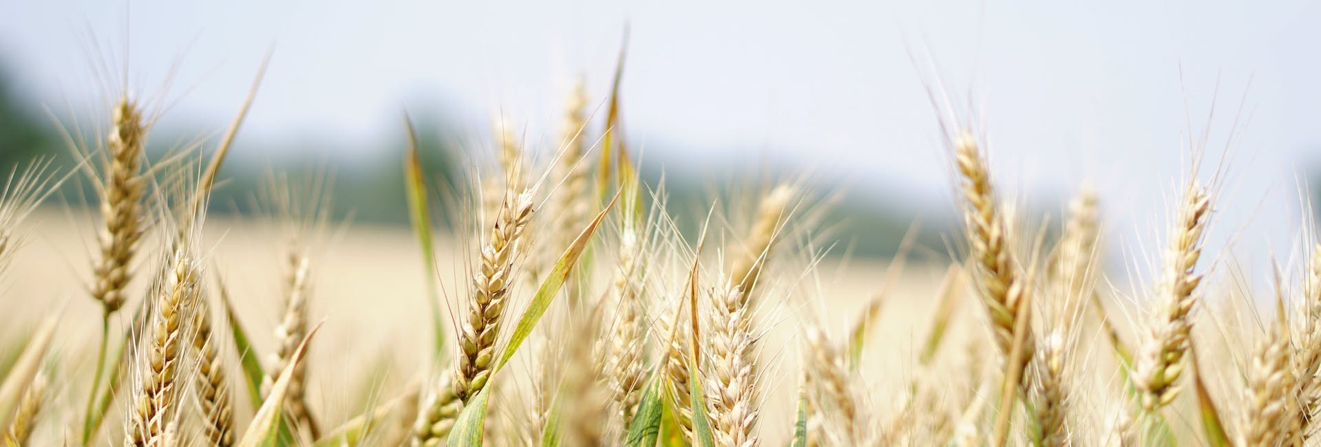 The Wheat Protein Secret